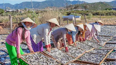 ベトナムの天日干し 中部地域の伝統保存技術
