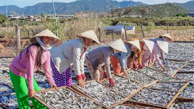 ベトナムの天日干し 中部地域の伝統保存技術